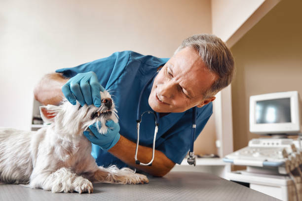 Best Emergency Dentist for Special Needs Patients in USA
